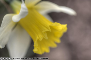 daffodil-flickr-bestrated1-6832834544-cc-by-nc-nd-licensed