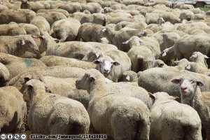 sheep-flickr-jamesgood-118428824-cc-by-nc-nd-licensed