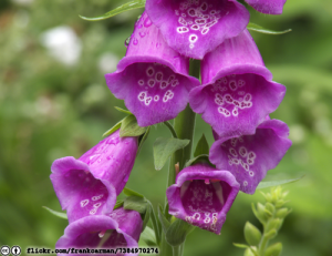 june-foxglove-flickr-frankcarman-7384970274-cc-by-licensed