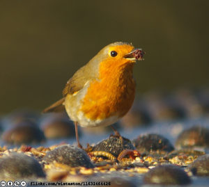 robin-railway-bridge-flickr-wistaston-11632464426-cropped-licensed