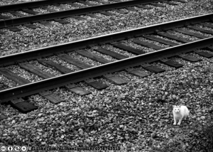 track-cat-flickr-michaelgoodin-4076743510-cc-by-nc-nd-licensed