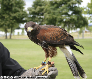 harris-hawk-flickr-gardnose-2665040076-cc-by-nc-nd-licensed