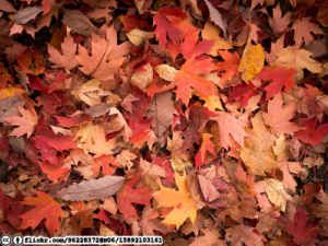 pile-of-autumn-flickr-96228372n06-15892103161-cc-by-licensed